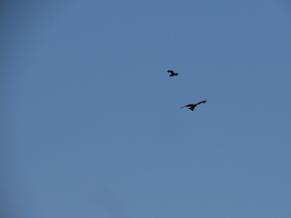 Milvus migrans