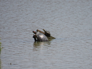 Trachemys scripta