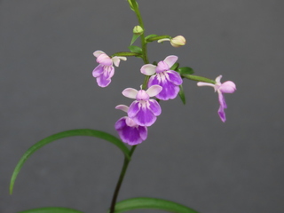 Hemipilia graminifolia var. suzukiana