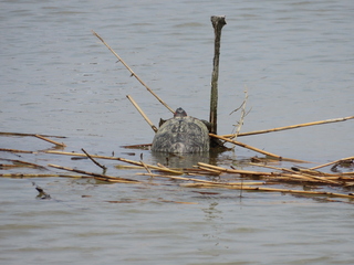 Trachemys scripta