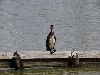 Phalacrocorax carbo