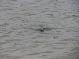 Trachemys scripta