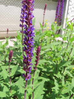 Salvia nemorosa 'Caradonna'