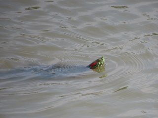 Trachemys scripta