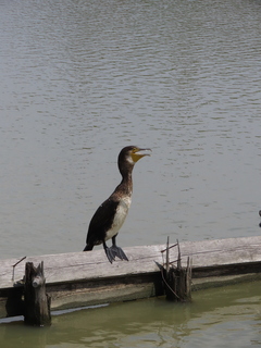 Phalacrocorax carbo