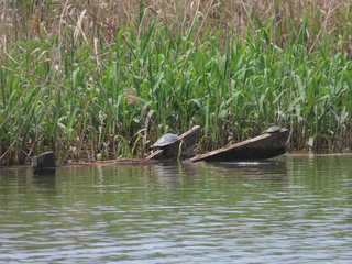 Trachemys scripta