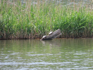 Trachemys scripta