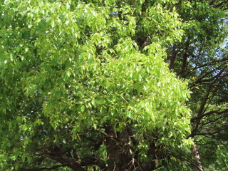 Cinnamomum camphora
