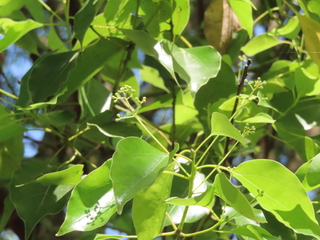 Cinnamomum camphora