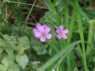 Oxalis debilis var. corymbosa
