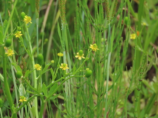 Ranunculus sceleratus