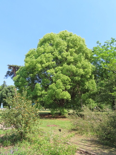 Cinnamomum camphora