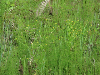 Ranunculus sceleratus
