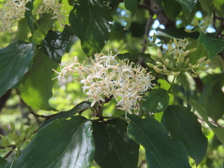 Cornus foemina