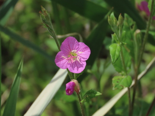 Oenothera rosea