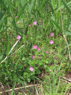 Oenothera rosea