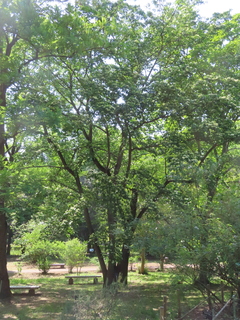 Cornus foemina