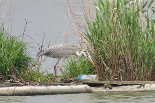 Ardea cinerea