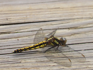 Orthetrum japonicum