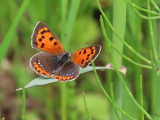 Lycaena phlaeas