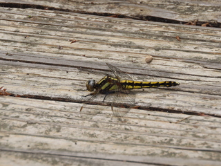 Orthetrum japonicum
