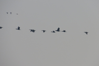 Phalacrocorax carbo