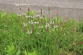 Plantago lanceolata