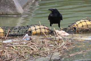 Corvus corone