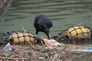Corvus corone