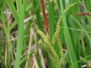 Carex thunbergii