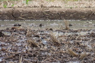 Motacilla alba lugens