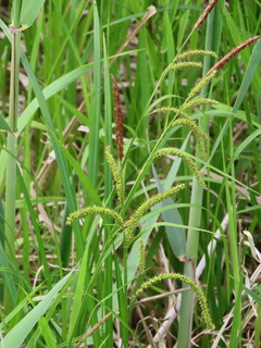 Carex thunbergii