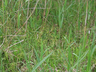 Carex thunbergii