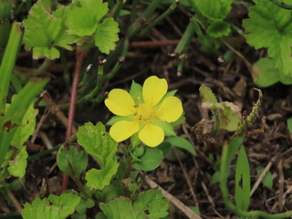 Potentilla hebiichigo