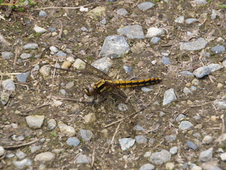 Orthetrum japonicum