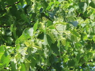 Tilia × europaea