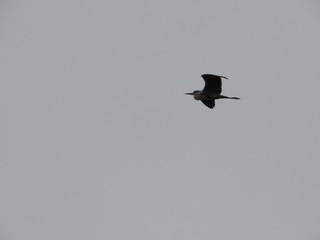 Ardea cinerea