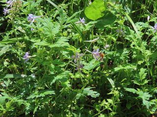 Delphinium anthriscifolium