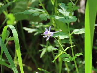 Delphinium anthriscifolium