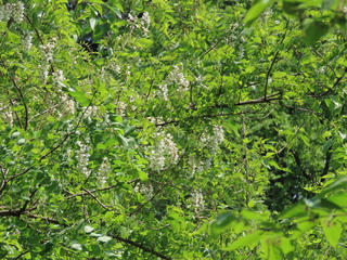 IMG_2672.JPG