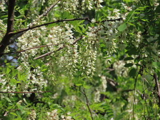 IMG_2676.JPG