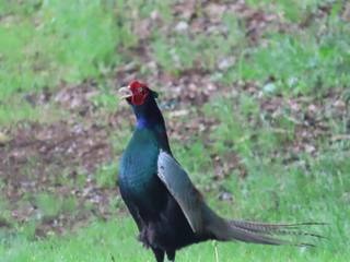Phasianus versicolor