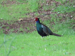 Phasianus versicolor