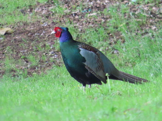 Phasianus versicolor
