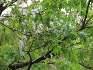Salix subfragilis
