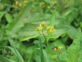 Rorippa indica