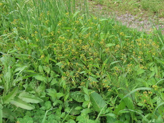 Rorippa indica