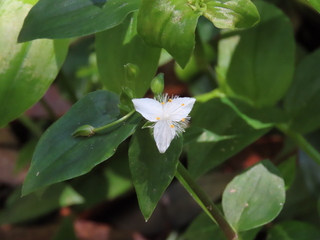 Tradescantia fluminensis