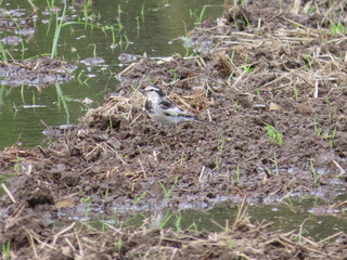 Motacilla alba lugens