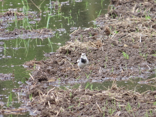 Motacilla alba lugens